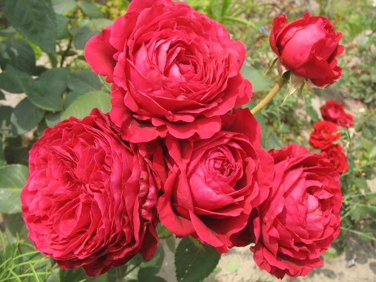 Роза 4 Ветра Rose des 4 Vents Delbard Франция, 2005 - Кликните на картинке, чтобы закрыть