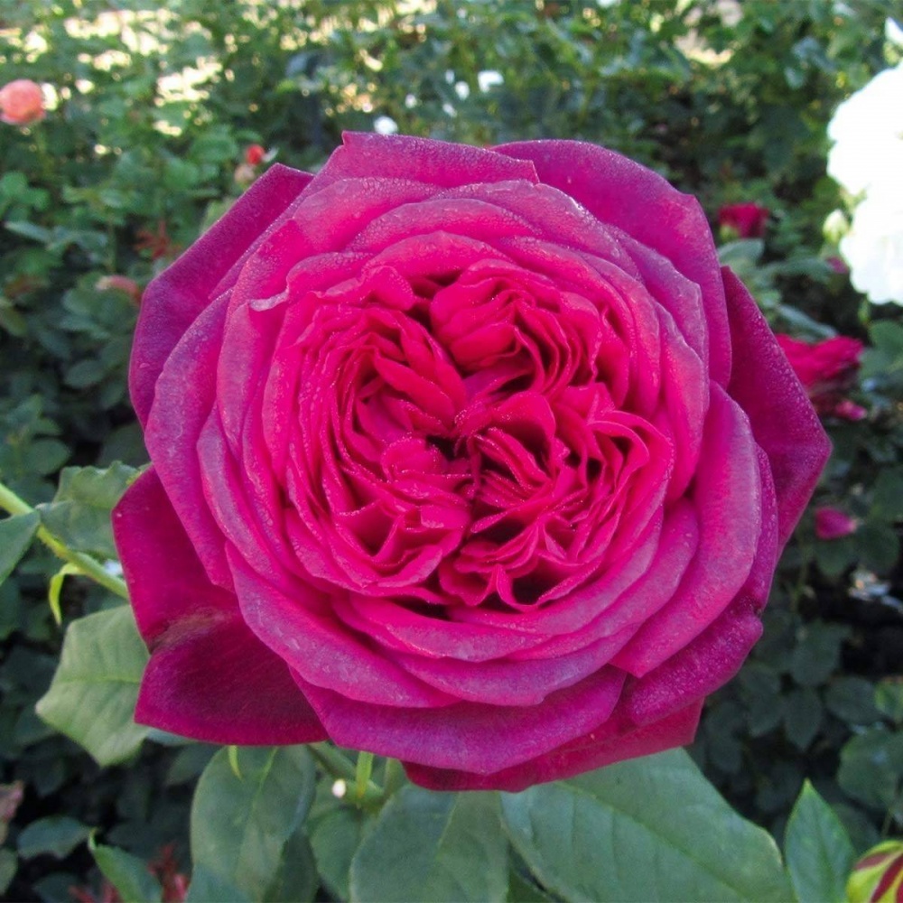 Роза Гете Роуз Johann Wolfgang von Goethe Rose Германия, 2004