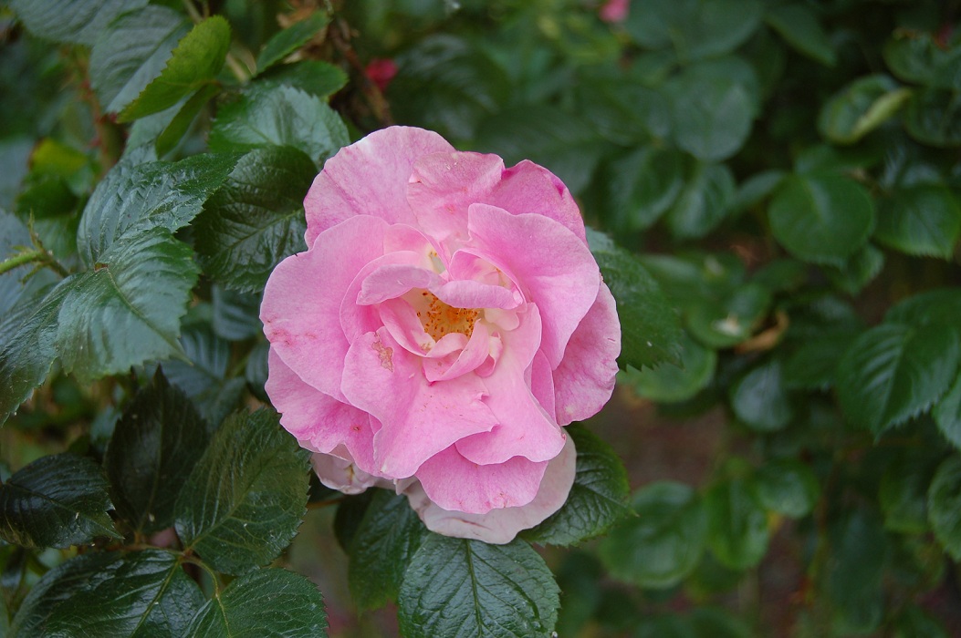 Роза Пинк Робуста Pink Robusta Kordes, 1986
