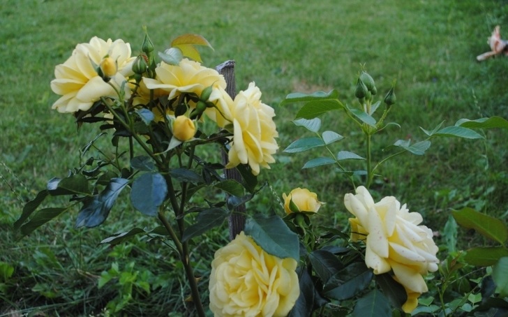 Роза Еллоу Романтика Yellow Romantica Meilland Франция, 2000