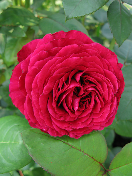 Роза 4 Ветра Rose des 4 Vents Delbard Франция, 2005