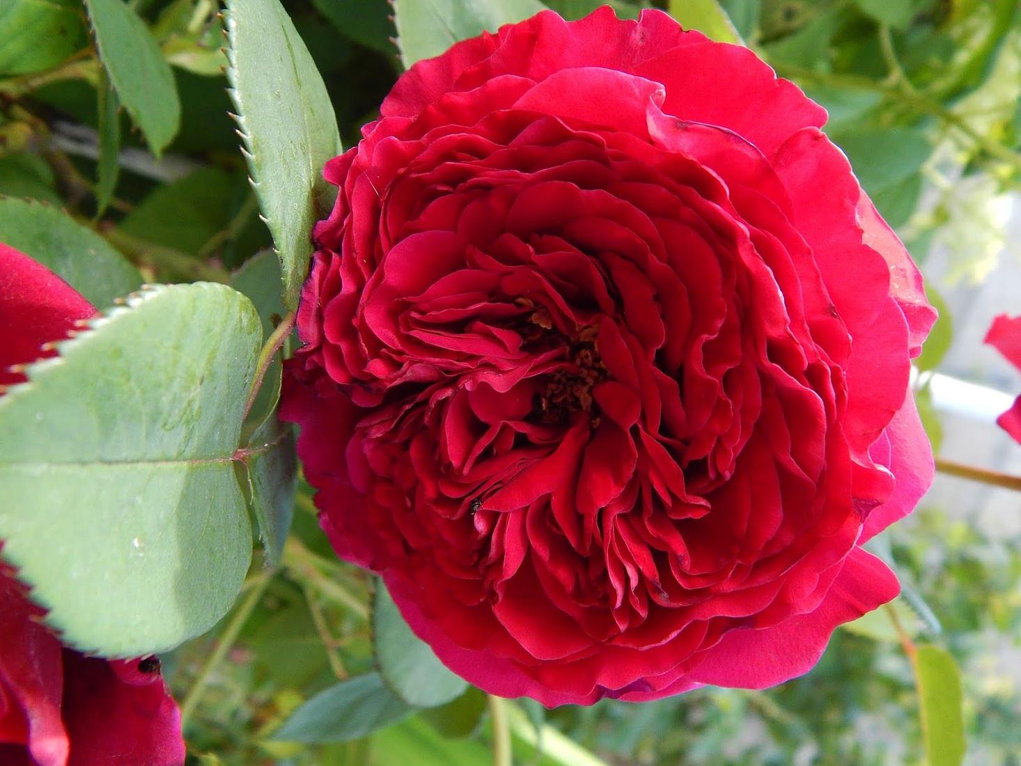 Роза 4 Ветра Rose des 4 Vents Delbard Франция, 2005