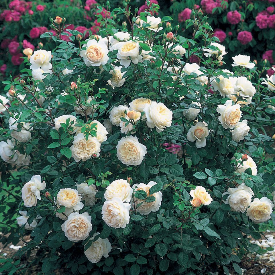 Роза Крокус Роуз Crocus Rose Austin Великобритания, 2000