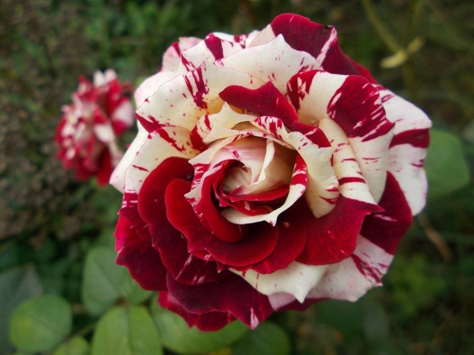Роза Флеш Найт Flash Night Interplant Roses Нидерланды, 2007