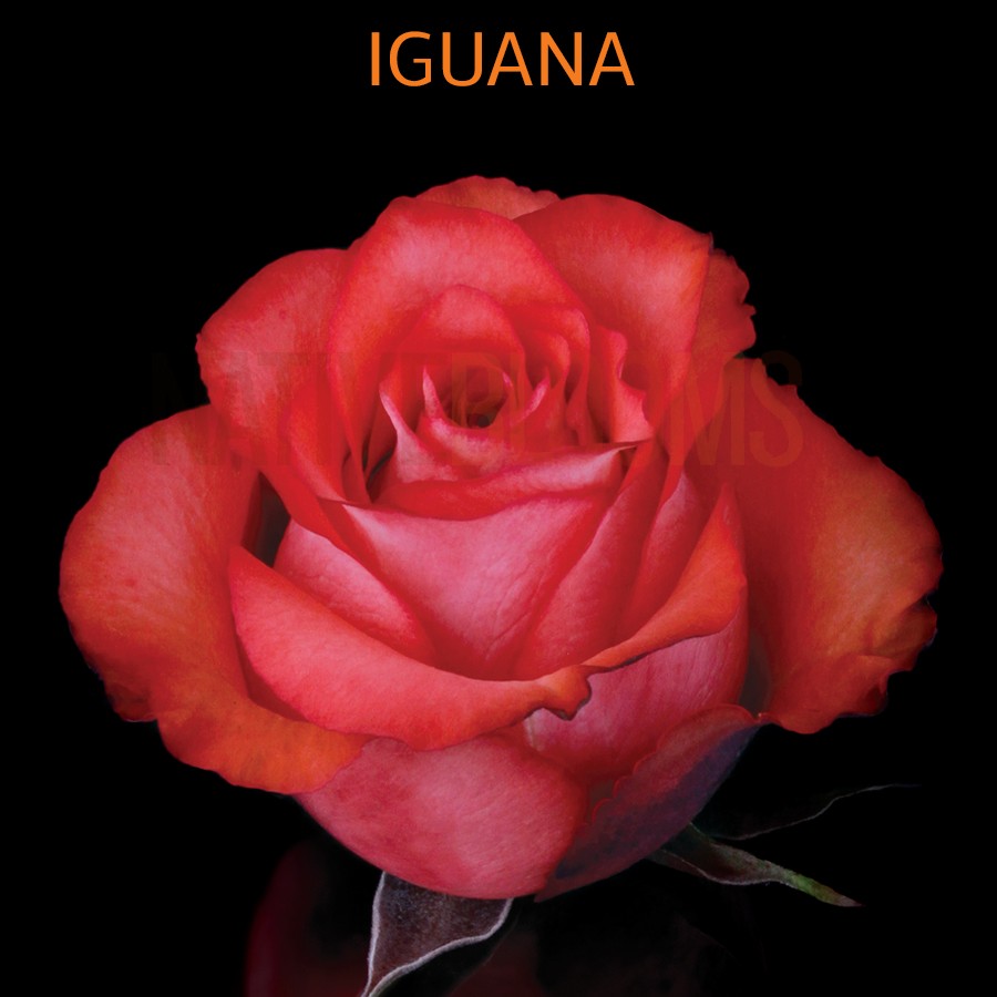 Роза Игуана Iguana Delbard Франция
