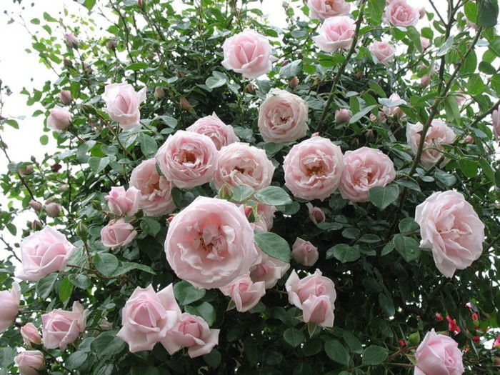 Роза Нью Доун New Dawn Somerset Rose Nursery США, 1930