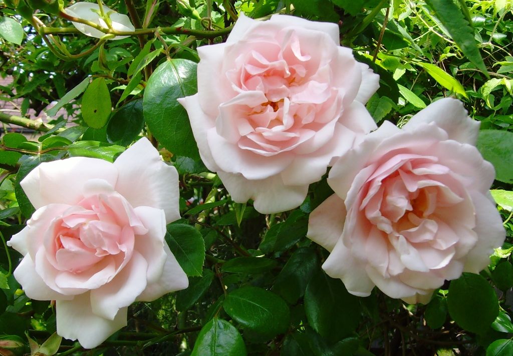 Роза Нью Доун New Dawn Somerset Rose Nursery США, 1930 - Кликните на картинке, чтобы закрыть
