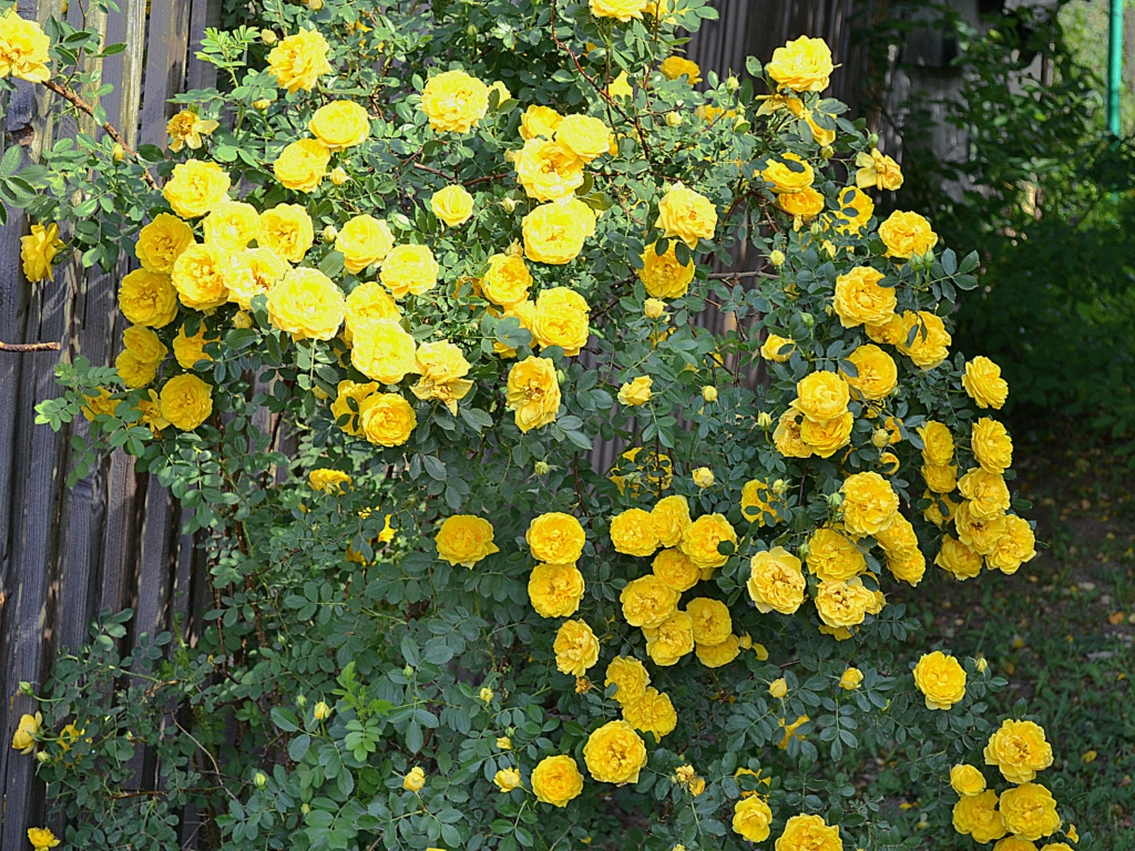 Роза Персиан Йеллоу Persian Yellow