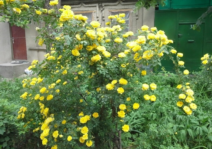 Роза Персиан Йеллоу Persian Yellow